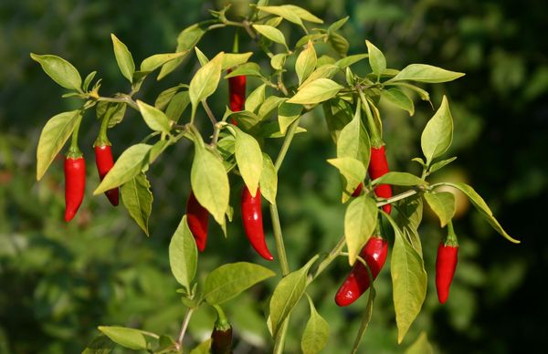  Cultivo de pimientos en el alféizar de la ventana.