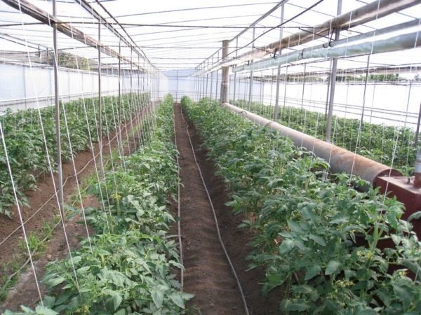  Traslado de tomate en invernadero durante todo el año.