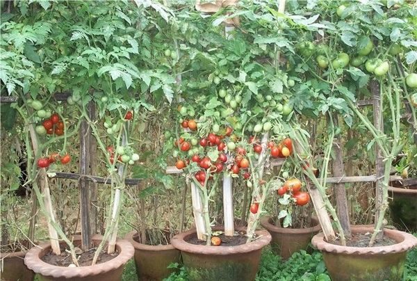  Lier des tomates