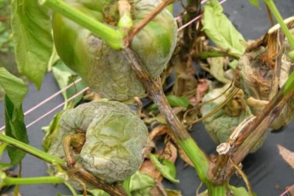  Fitofalosis de pimienta cuando se cultiva en un invernadero