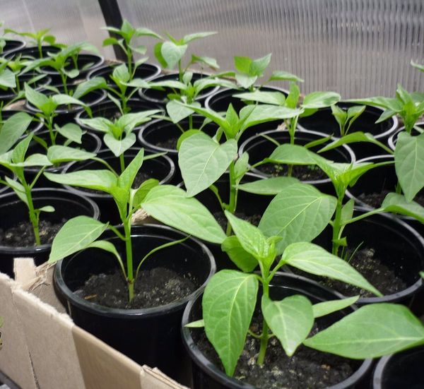  Alrededor de mediados de mayo se plantan plantas de pimiento en el suelo del invernadero.