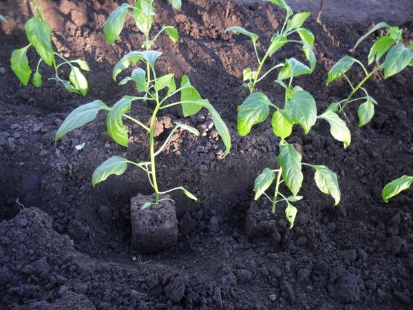  El pimiento se planta por la tarde o en un día nublado.