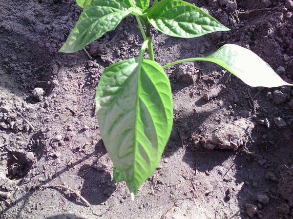  Hojas de pimiento grisáceo indican falta de nitrógeno.