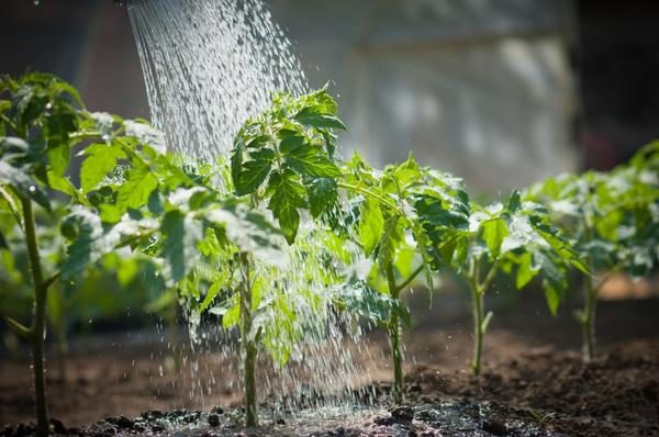  Después de plantar las plántulas en el suelo, las plantas deben regarse 2 veces por semana, pero con el tiempo, el riego puede reducirse a una vez en 7-10 días