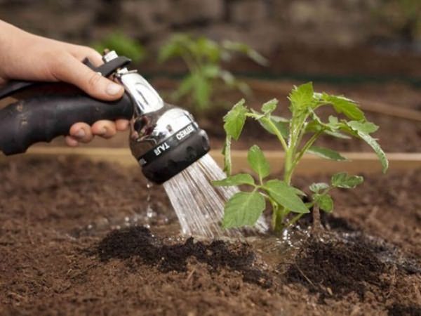  Los tomates necesitan riego después de 6-7 días, en el calor del riego se realiza con más frecuencia