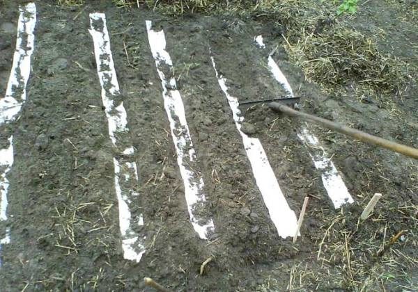  Plantando zanahorias en cinta