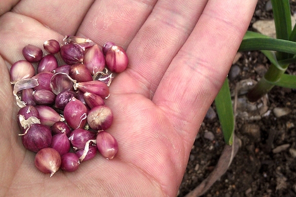  Cultivo de ajo de bulbochku necesario para múltiples variedades de reproducción.