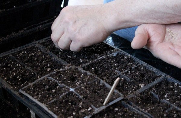  Sembrando semillas de tomate sobre las plántulas.