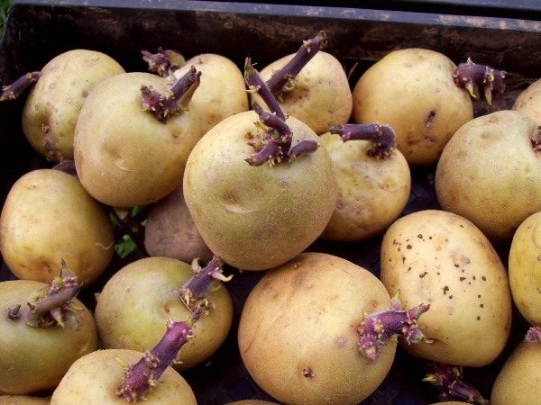  Pommes de terre de semence à planter