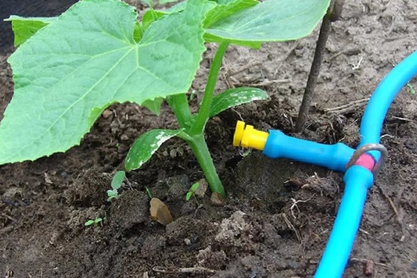  No use plantas de riego completo, lo mejor de todo, cuando el agua no cae sobre las hojas y cae en la raíz