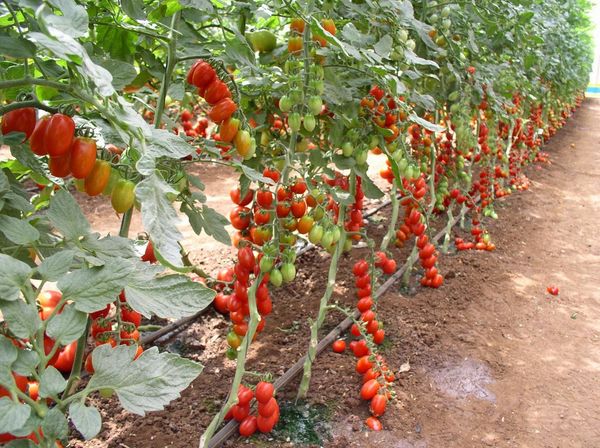  Se requiere procedimiento de pellizco para variedades de tomate alto.