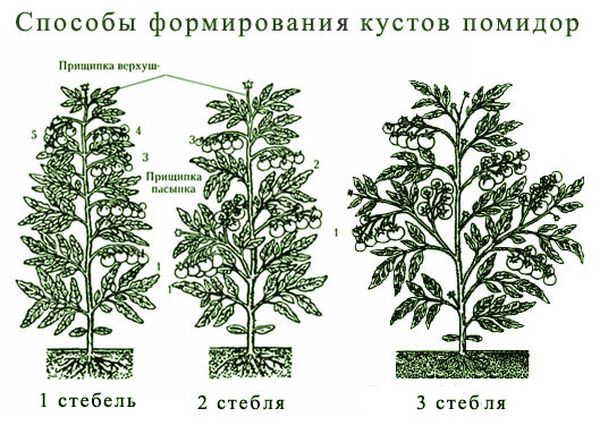  Esquema de formación de arbusto de tomate