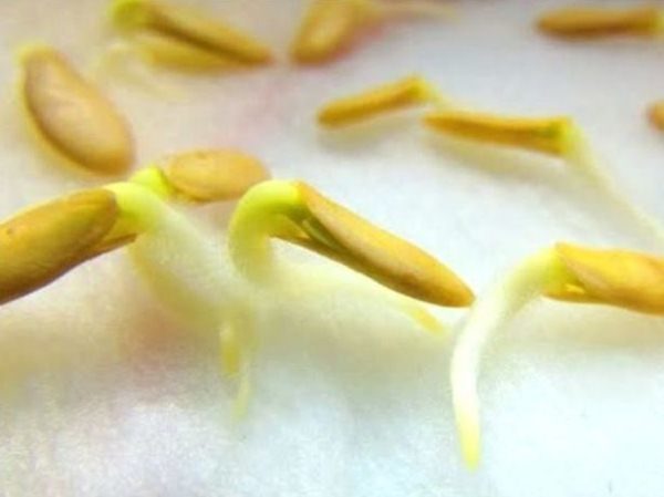  Semillas de pepino germinadas