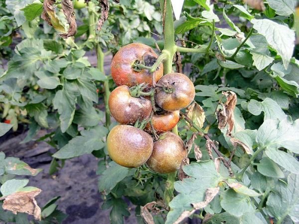  Arbusto de tomate golpeado por la plaga