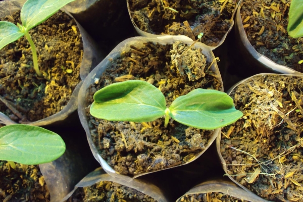  Las semillas germinadas se plantan en macetas, un mes después, en campo abierto.