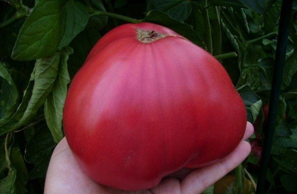  La miel de Tomate Pink está dotada de excelente sabor, fragante, carnosa y contiene una gran cantidad de nutrientes.