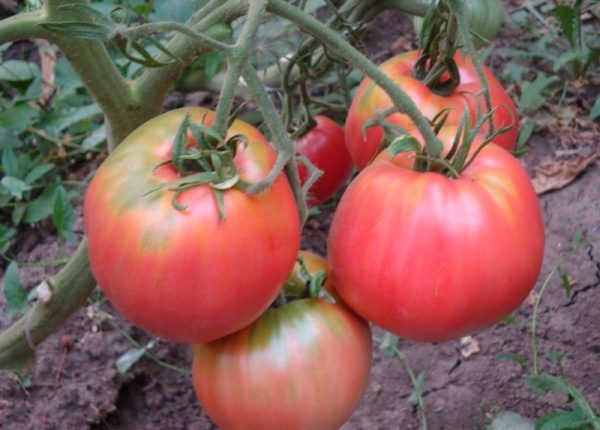  Los tomates de color rosa miel toleran muy bien la sequía, pero son propensos a enfermedades que son características de los cultivos solanáceos.