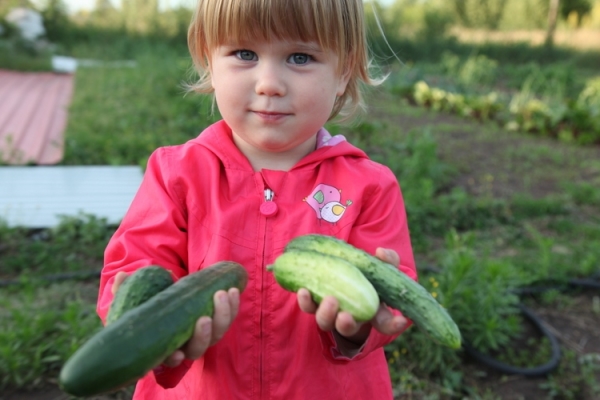  Verduras no alergénicas pueden incluirse en el menú de mujeres embarazadas y niños del año.