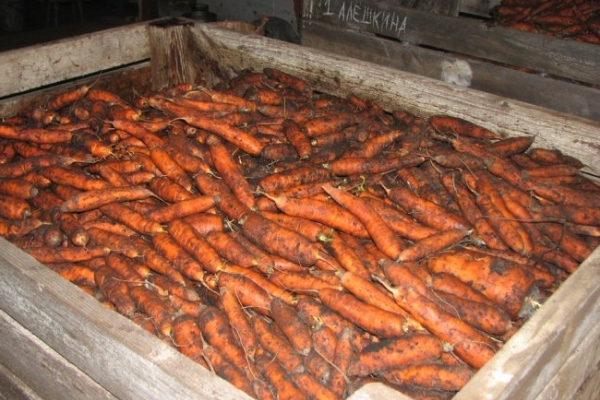  En el sótano, las raíces se pueden almacenar en cajas de madera o de plástico en la arena, aserrín o cáscara de cebolla.