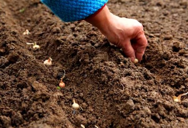  Planter des oignons au printemps