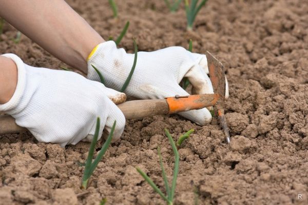  Le desserrage du sol doit être effectué toutes les 2 semaines.