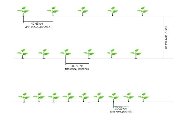  Esquema de siembra de plántulas de pimiento en terreno abierto.