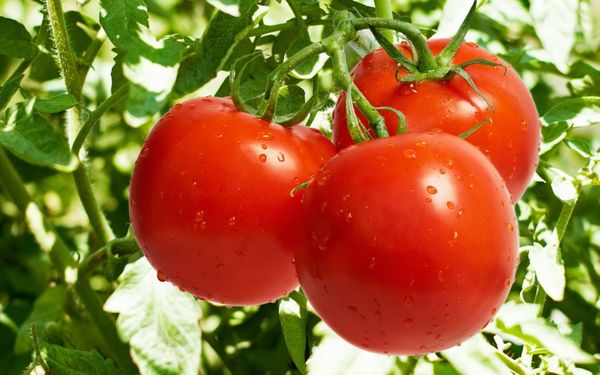  Las mejores variedades de tomate.