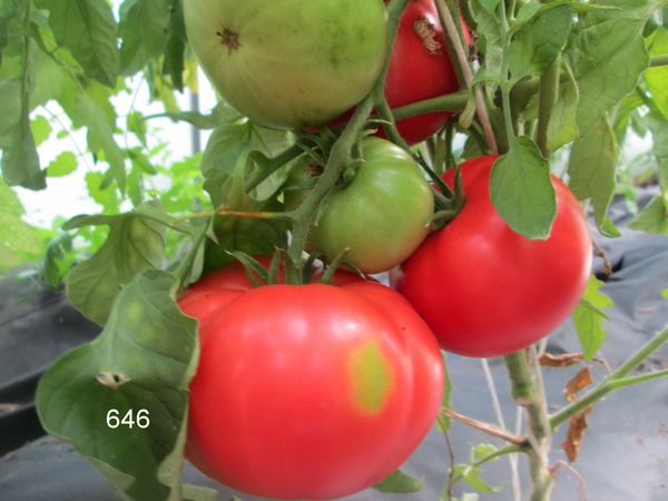  Variedad rara 646