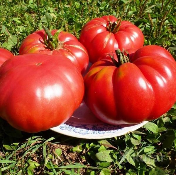  Variedad de tomates 1884.