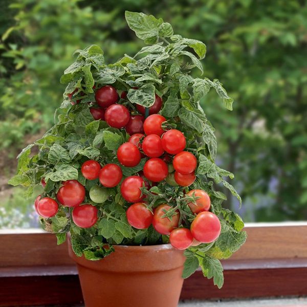  La cereza se puede cultivar como una maceta en casa.