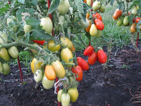  Variedad de lanzadera mal propenso a la enfermedad