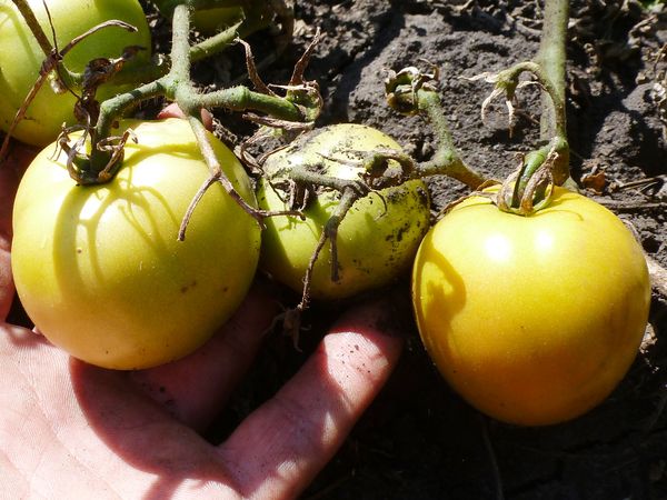  Las variedades de almacenamiento a largo plazo tienen un sabor poco pronunciado