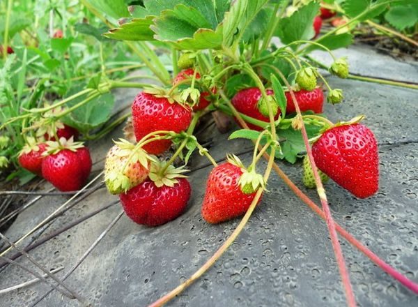  Cultivo De Fresas