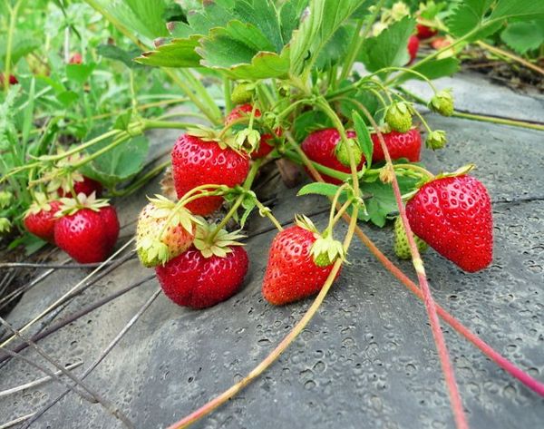  Cultivo De Fresas