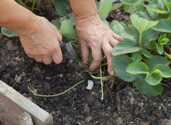  Eliminar los bigotes contribuye a un cultivo más grande.