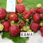  Kama