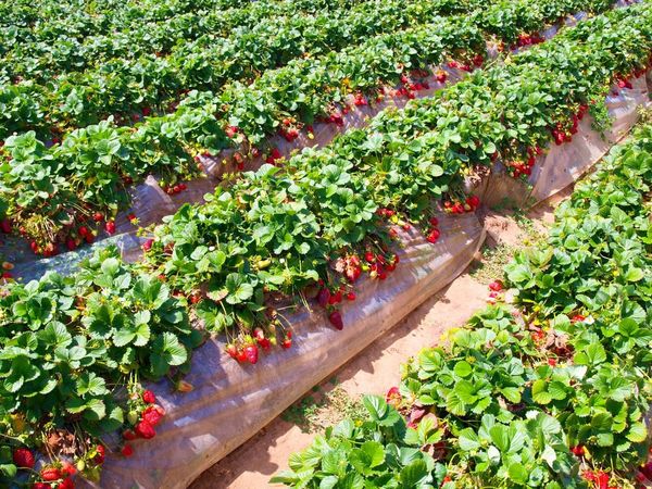  El lugar de plantación de fresa debe ser soleado.