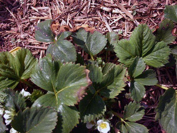  Los bordes secos de las hojas de fresa indican que no hay agarre de boro