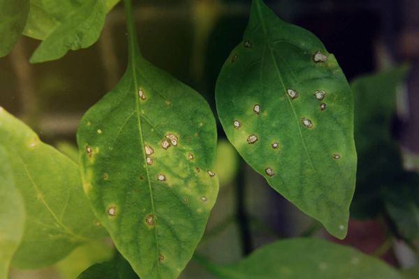  El agente causal de septoria es un hongo.