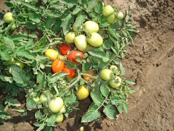  Tomate Shuttle tiene buenos rendimientos