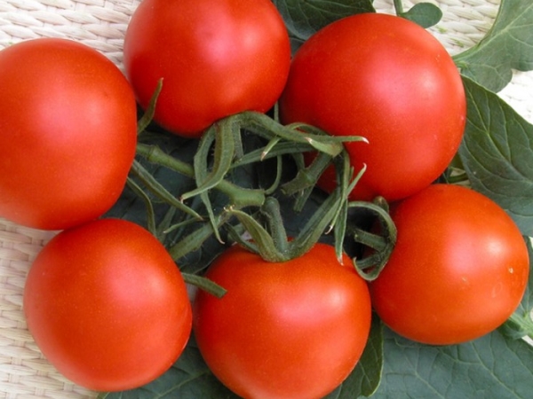  Le cultivar Verlioka n'est pas destiné à être planté en pleine terre, il est cultivé uniquement dans des espaces clos.