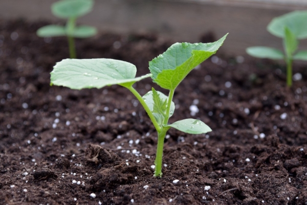  En las primeras dos semanas después de la aparición de las plántulas, se requieren fertilizantes nitrogenados para los pepinos.