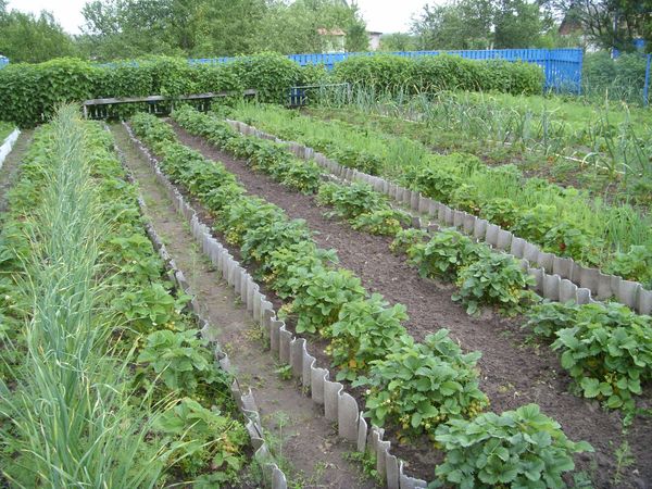  Fresas de diferentes variedades mejor plantadas en diferentes lechos.