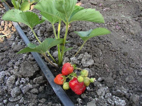  Uno de los secretos del exitoso cultivo de fresas es el riego por goteo.