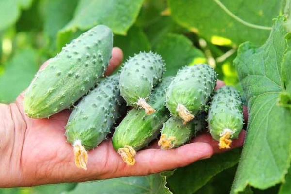  Pepinos Masha: descripción y características, plantación y cuidado, los pros y los contras