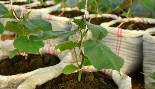  Cultivo de pepinos en sacos.