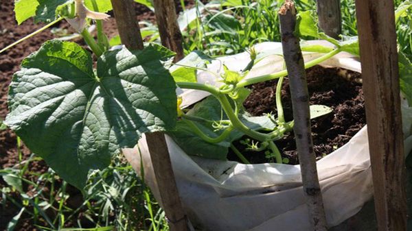  Al plantar pepinos en bolsas, debe observar un modo estricto de riego.