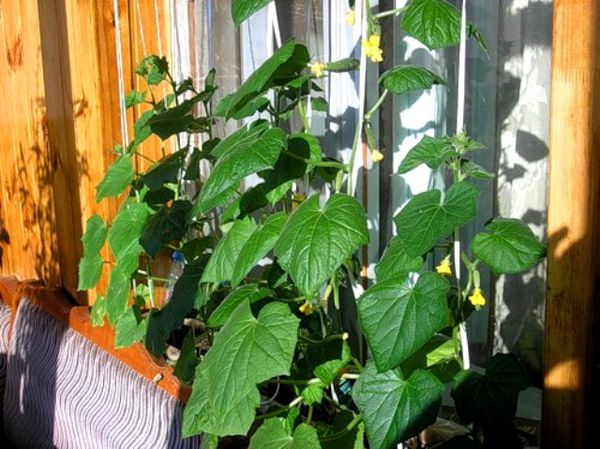  Al cultivar en bolsas en el balcón, debes cuidar la luz solar difusa.