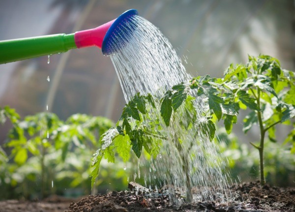  Arrosée une fois par semaine, alimentée avec des engrais azotés et phosphorés de potassium