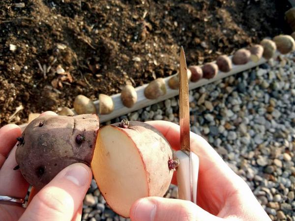  Lors de la plantation des tubercules coupés sur eux doivent être au moins 3 yeux